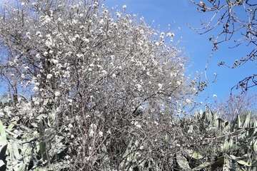  Los almendros adelantan su floración (Foto Gumersindo Hernández)